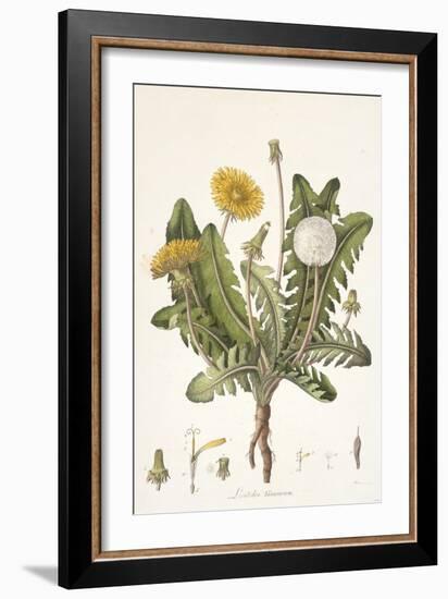 Leontoden Taraxacum from Flora Londinensis, 1777-1798-William Curtis-Framed Giclee Print