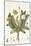 Leontoden Taraxacum from Flora Londinensis, 1777-1798-William Curtis-Mounted Giclee Print