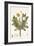 Leontoden Taraxacum from Flora Londinensis, 1777-1798-William Curtis-Framed Giclee Print