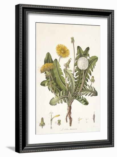 Leontoden Taraxacum from Flora Londinensis, 1777-1798-William Curtis-Framed Giclee Print