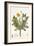 Leontoden Taraxacum from Flora Londinensis, 1777-1798-William Curtis-Framed Giclee Print