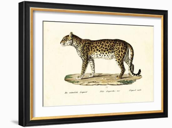 Leopard, 1824-Karl Joseph Brodtmann-Framed Giclee Print