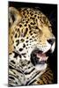 Leopard 2-Dennis Goodman-Mounted Photographic Print