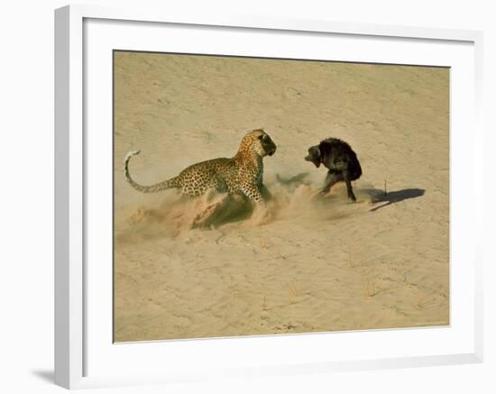 Leopard About to Kill a Terrified Baboon-John Dominis-Framed Photographic Print