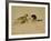 Leopard About to Kill a Terrified Baboon-John Dominis-Framed Photographic Print