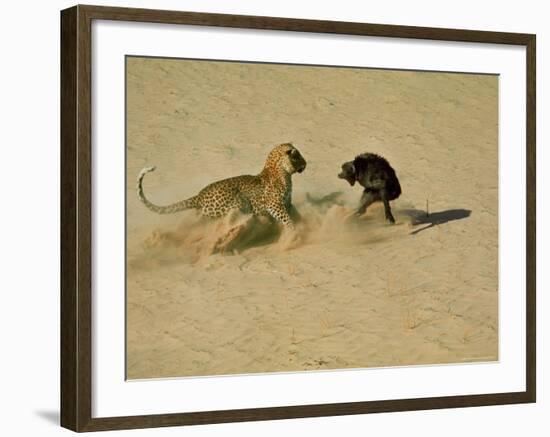 Leopard About to Kill a Terrified Baboon-John Dominis-Framed Photographic Print