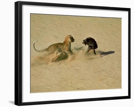 Leopard About to Kill a Terrified Baboon-John Dominis-Framed Photographic Print