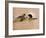 Leopard About to Kill a Terrified Baboon-John Dominis-Framed Photographic Print