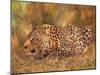 Leopard about to pounce-David Stribbling-Mounted Art Print