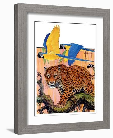 "Leopard and Parrots in Jungle,"September 2, 1933-Paul Bransom-Framed Giclee Print