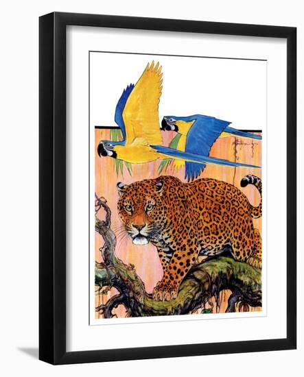 "Leopard and Parrots in Jungle,"September 2, 1933-Paul Bransom-Framed Giclee Print