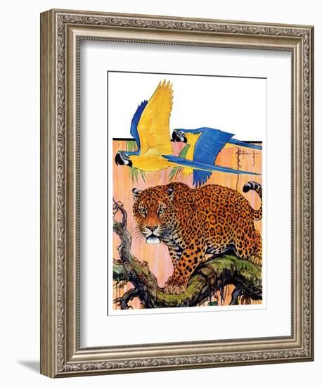 "Leopard and Parrots in Jungle,"September 2, 1933-Paul Bransom-Framed Giclee Print