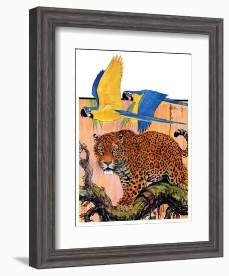 "Leopard and Parrots in Jungle,"September 2, 1933-Paul Bransom-Framed Giclee Print