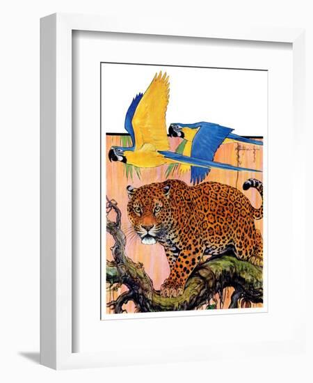 "Leopard and Parrots in Jungle,"September 2, 1933-Paul Bransom-Framed Giclee Print