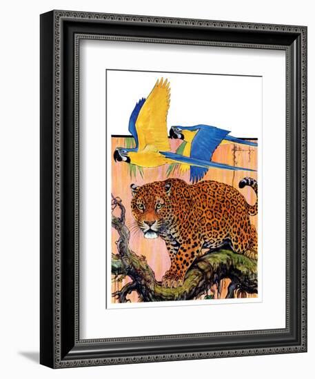 "Leopard and Parrots in Jungle,"September 2, 1933-Paul Bransom-Framed Giclee Print