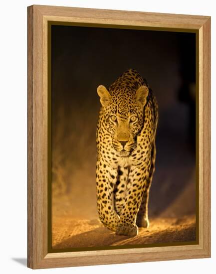 Leopard at Night, Sabi Sabi Reserve, South Africa-null-Framed Premier Image Canvas