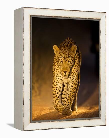 Leopard at Night, Sabi Sabi Reserve, South Africa-null-Framed Premier Image Canvas