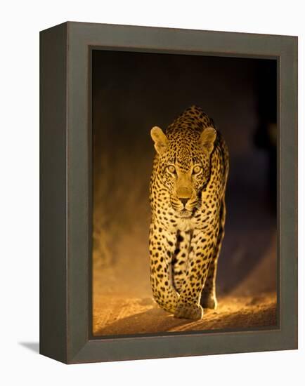 Leopard at Night, Sabi Sabi Reserve, South Africa-null-Framed Premier Image Canvas