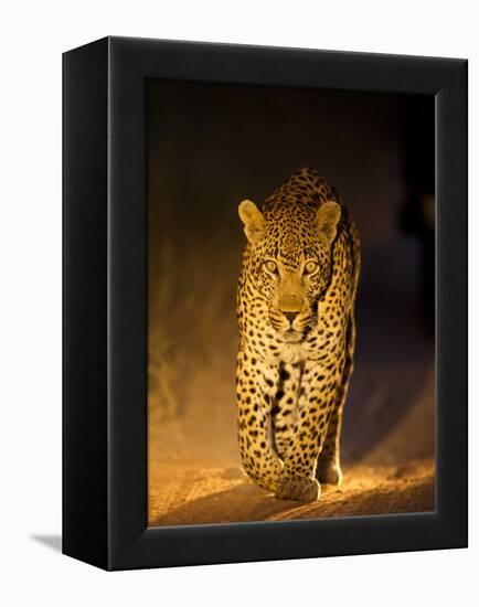 Leopard at Night, Sabi Sabi Reserve, South Africa-null-Framed Premier Image Canvas