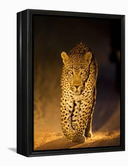 Leopard at Night, Sabi Sabi Reserve, South Africa-null-Framed Premier Image Canvas