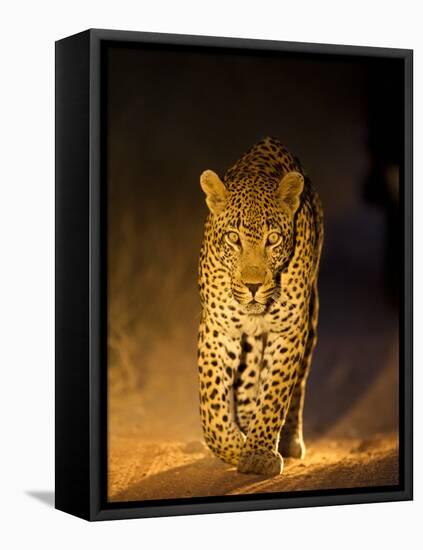 Leopard at Night, Sabi Sabi Reserve, South Africa-null-Framed Premier Image Canvas