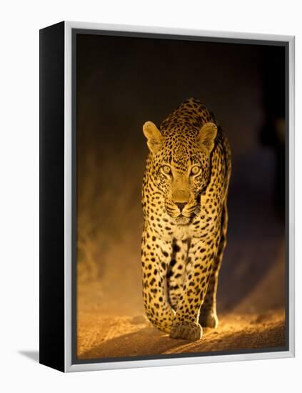 Leopard at Night, Sabi Sabi Reserve, South Africa-null-Framed Premier Image Canvas