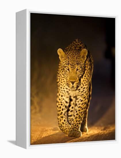 Leopard at Night, Sabi Sabi Reserve, South Africa-null-Framed Premier Image Canvas