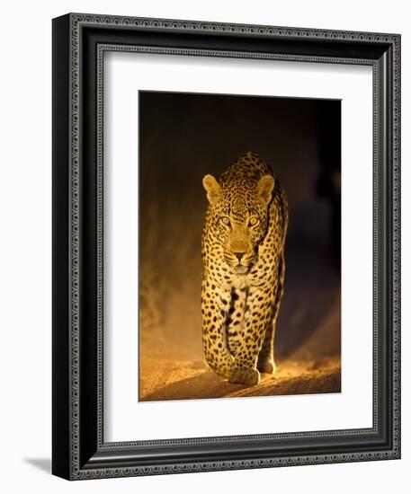 Leopard at Night, Sabi Sabi Reserve, South Africa-null-Framed Premium Photographic Print