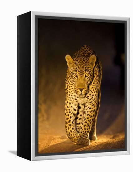 Leopard at Night, Sabi Sabi Reserve, South Africa-null-Framed Premier Image Canvas