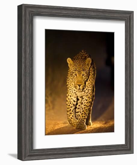 Leopard at Night, Sabi Sabi Reserve, South Africa-null-Framed Photographic Print