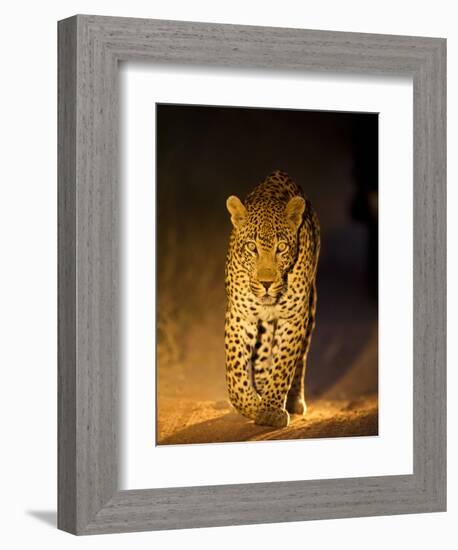 Leopard at Night, Sabi Sabi Reserve, South Africa-null-Framed Photographic Print