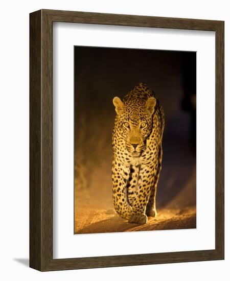 Leopard at Night, Sabi Sabi Reserve, South Africa-null-Framed Photographic Print