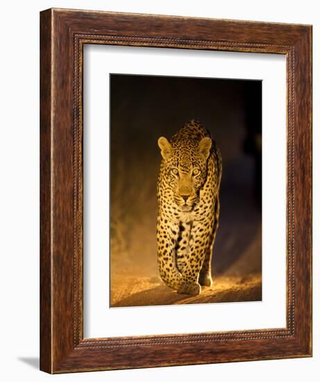 Leopard at Night, Sabi Sabi Reserve, South Africa--Framed Photographic Print