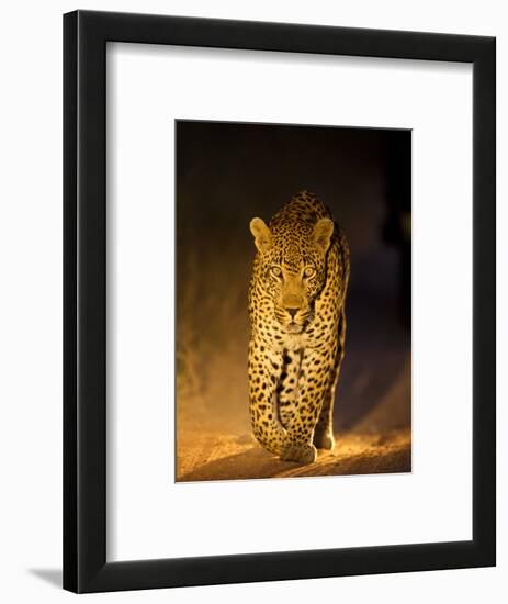 Leopard at Night, Sabi Sabi Reserve, South Africa-null-Framed Photographic Print