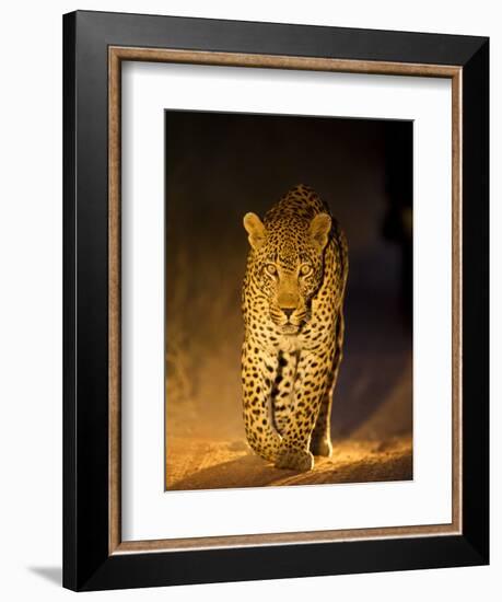 Leopard at Night, Sabi Sabi Reserve, South Africa-null-Framed Photographic Print