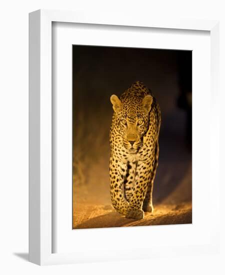 Leopard at Night, Sabi Sabi Reserve, South Africa-null-Framed Photographic Print