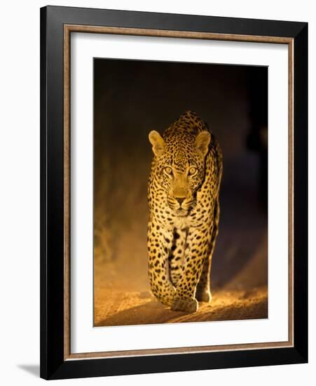 Leopard at Night, Sabi Sabi Reserve, South Africa-null-Framed Photographic Print