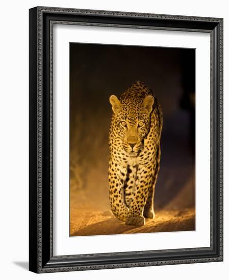 Leopard at Night, Sabi Sabi Reserve, South Africa-null-Framed Photographic Print