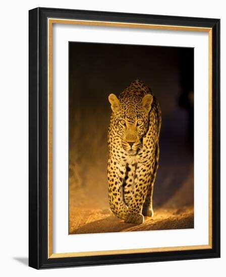 Leopard at Night, Sabi Sabi Reserve, South Africa-null-Framed Photographic Print