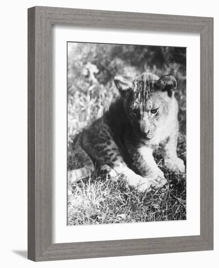 Leopard at the Zoo-null-Framed Photographic Print