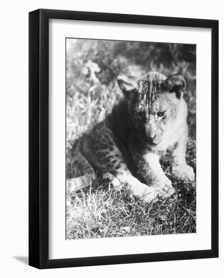 Leopard at the Zoo-null-Framed Photographic Print