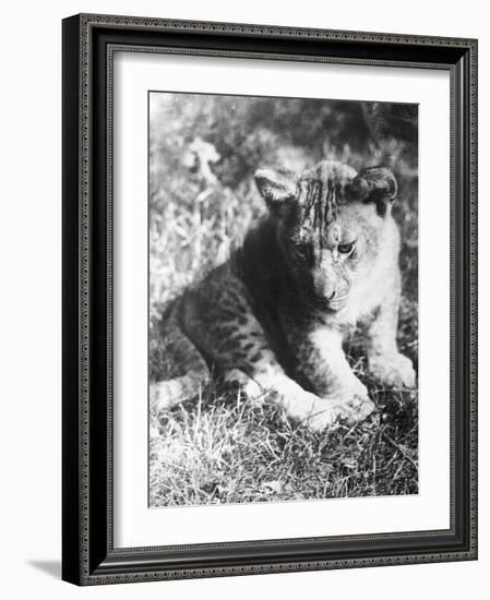 Leopard at the Zoo-null-Framed Photographic Print