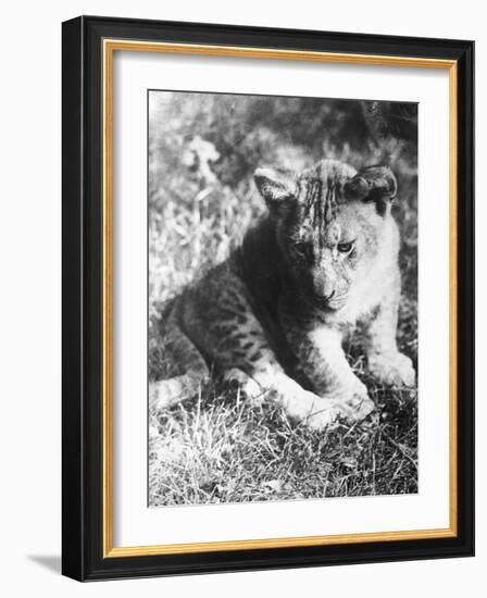 Leopard at the Zoo-null-Framed Photographic Print