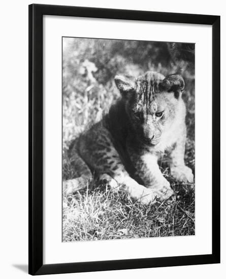 Leopard at the Zoo-null-Framed Photographic Print