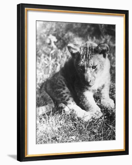 Leopard at the Zoo-null-Framed Photographic Print