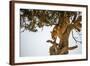 Leopard Climbing Down Tree in Dappled Sunlight-Nick Dale-Framed Photographic Print