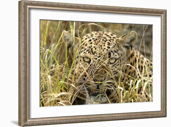 Leopard Close-Up of Face-null-Framed Photographic Print