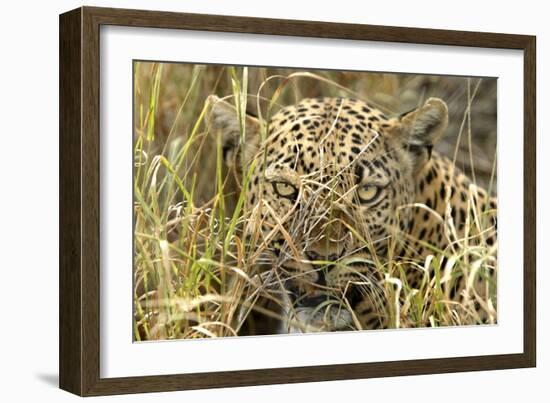 Leopard Close-Up of Face-null-Framed Photographic Print