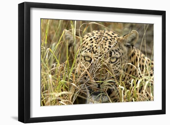 Leopard Close-Up of Face-null-Framed Photographic Print