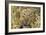 Leopard Close-Up of Face-null-Framed Photographic Print